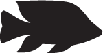 Cichlid
