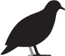 Dove