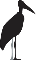 Marabou