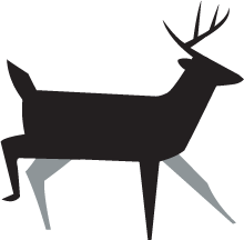 Pronghorn