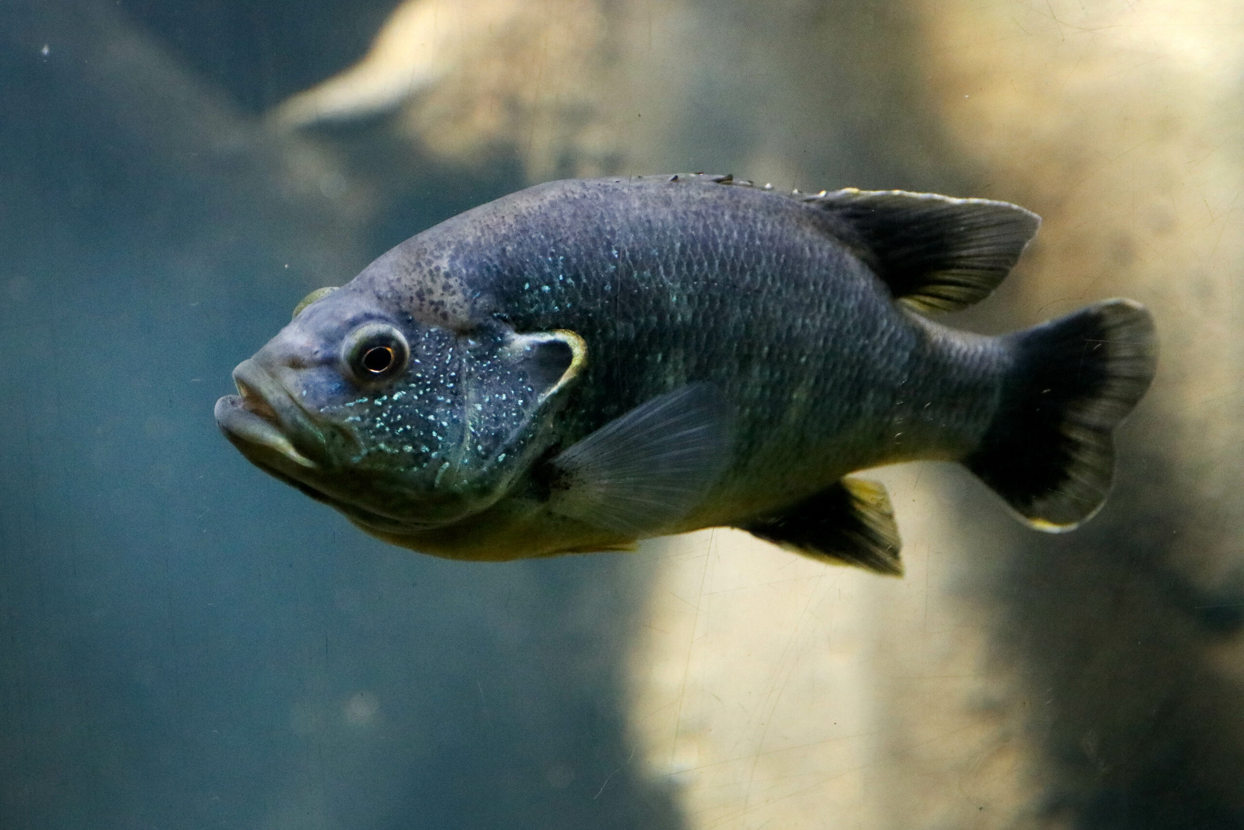 Green sunfish care hotsell