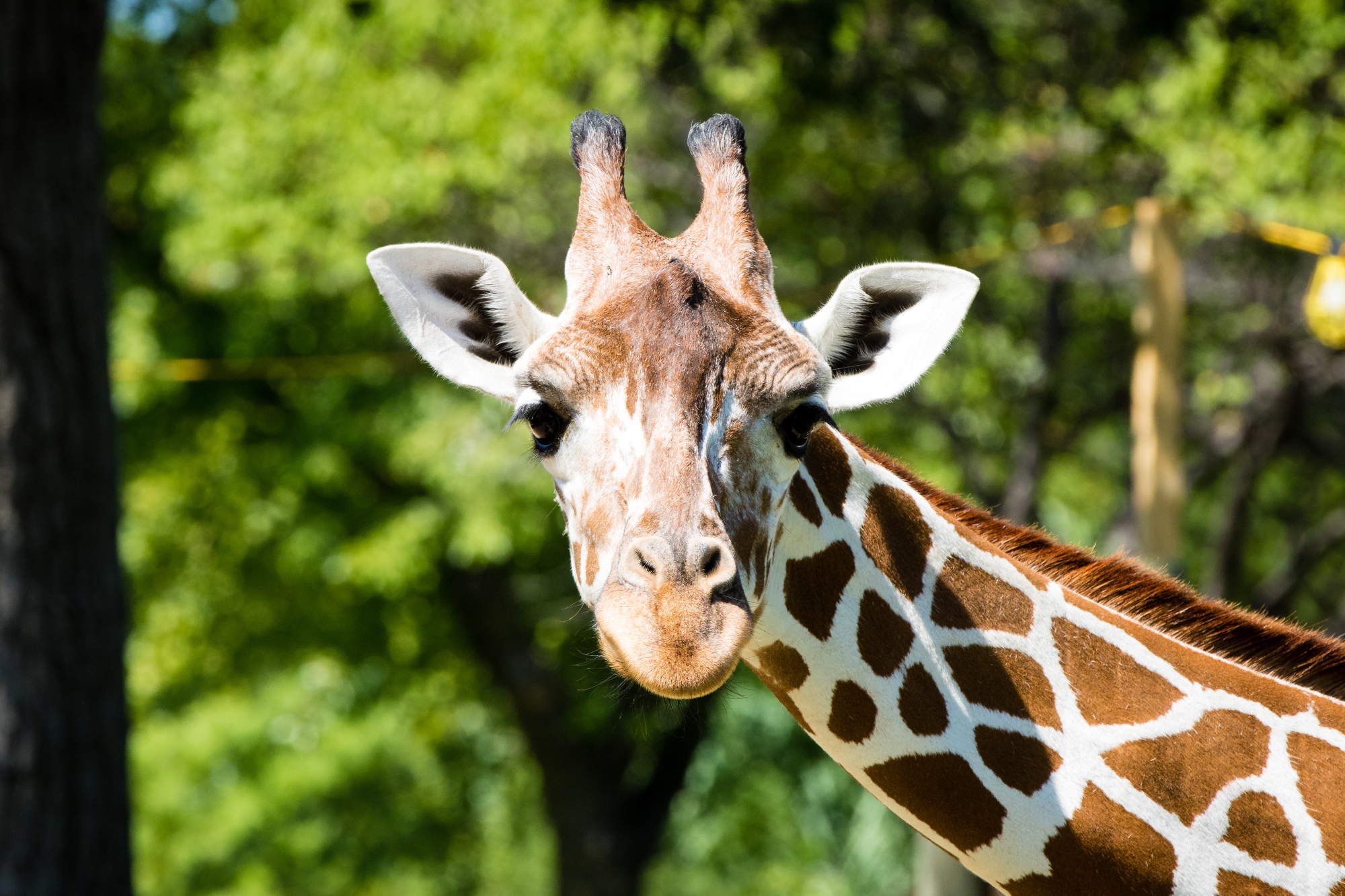 Ewe & Me – Sedgwick County Zoo