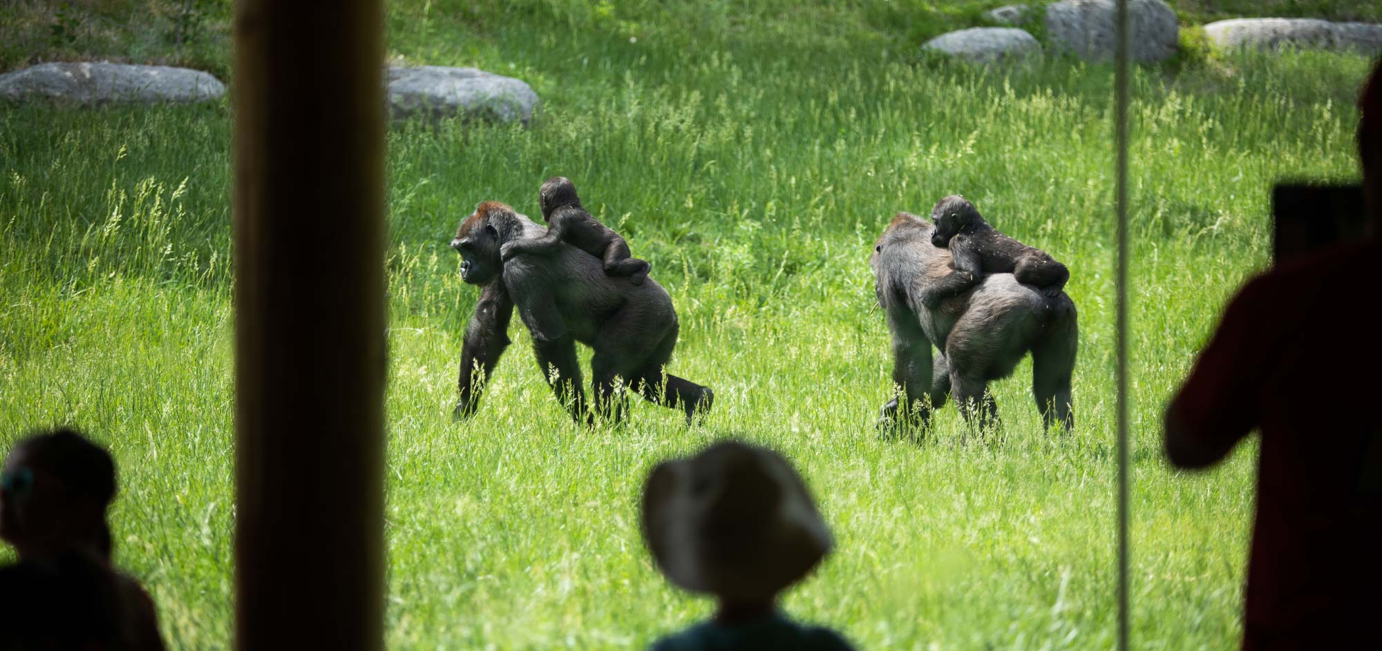 Western lowland gorilla – Sedgwick County Zoo