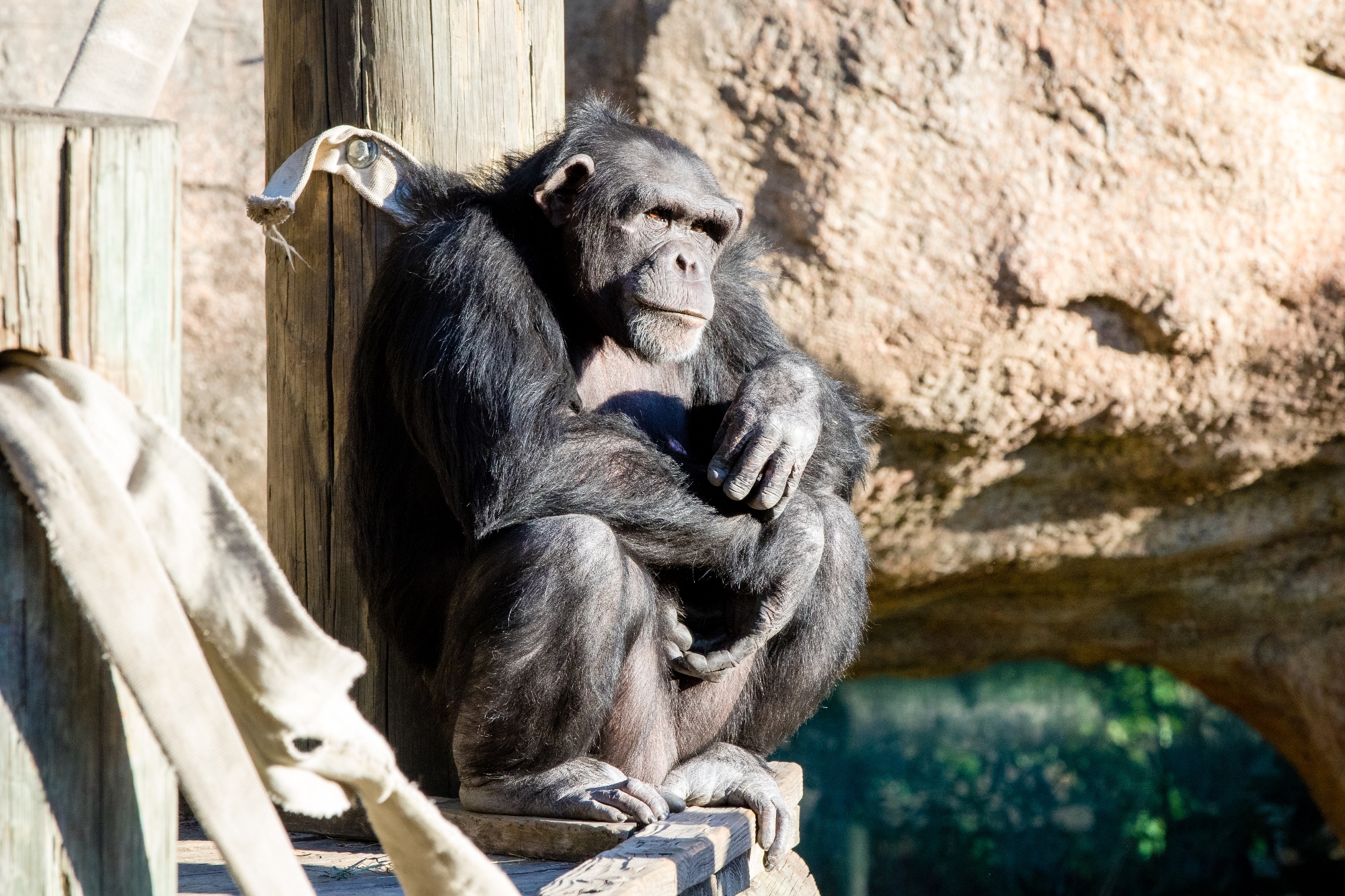 KOCH Orangutan & Chimpanzee Habitat – Sedgwick County Zoo