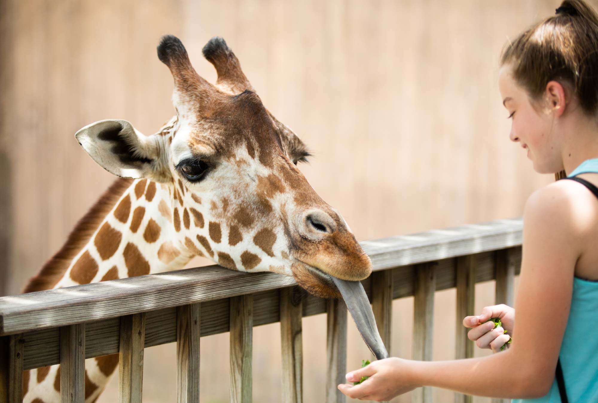 safari park feed giraffes