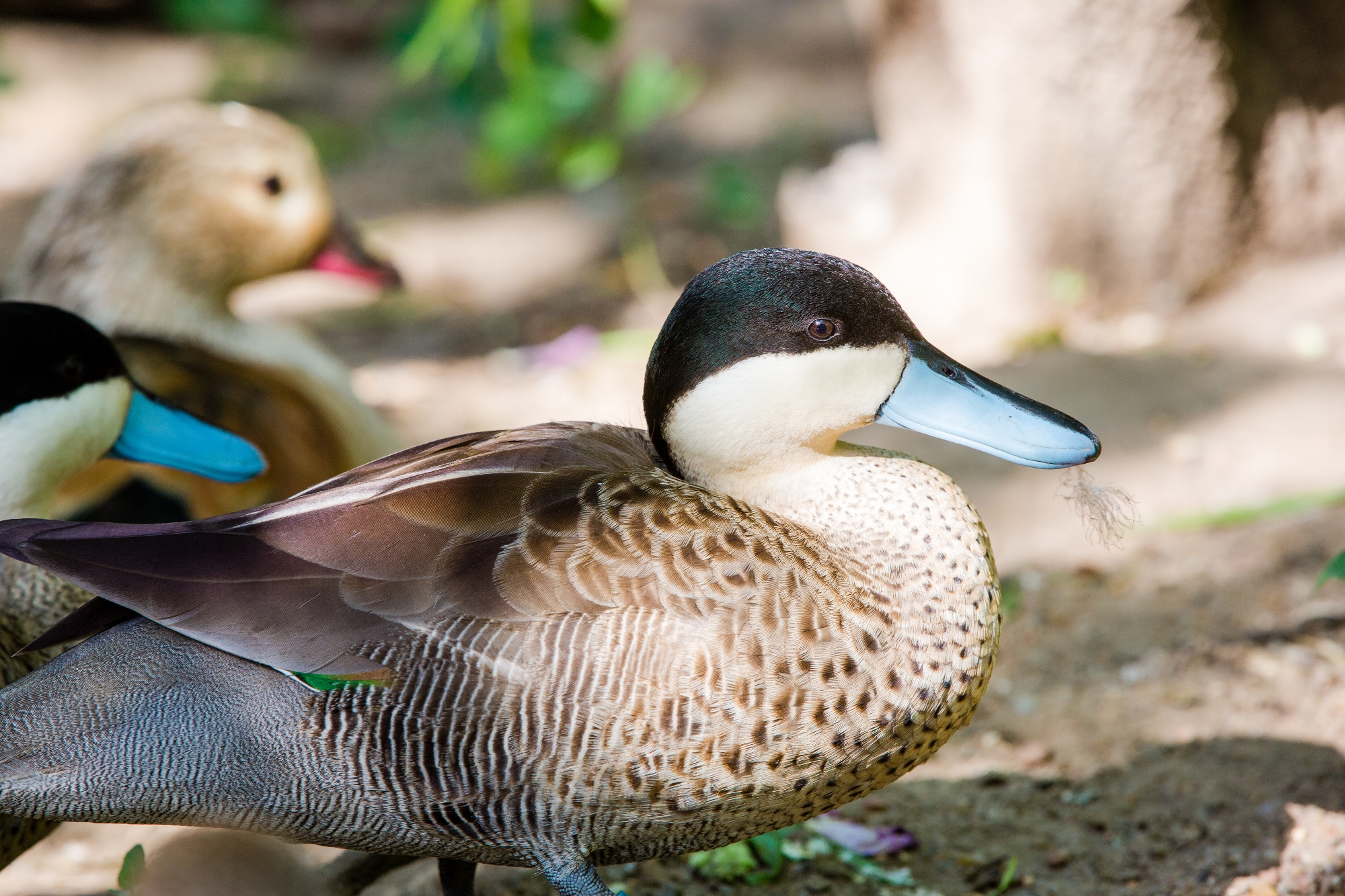 Puna teal – Sedgwick County Zoo