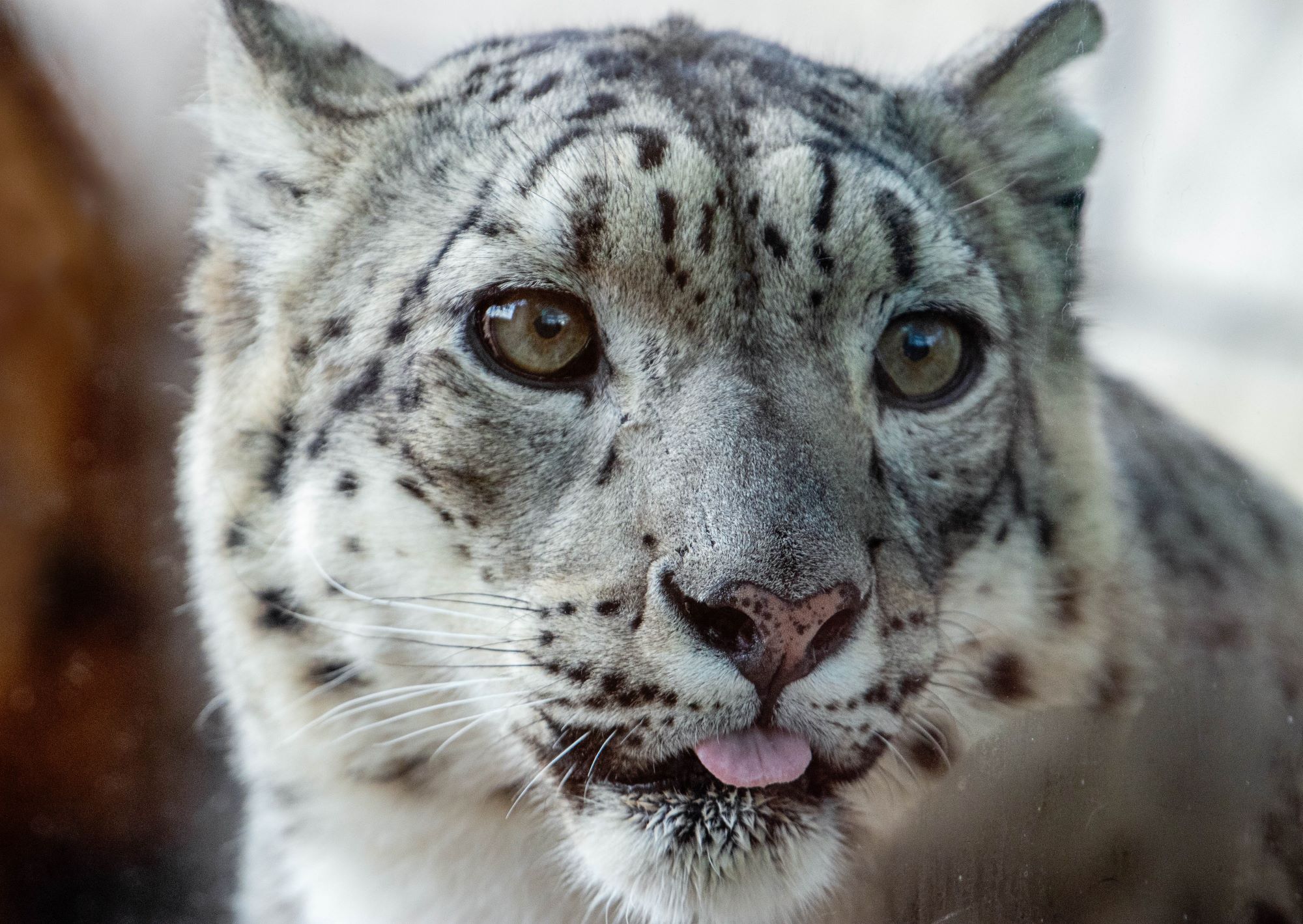 Snow Leopard – Sedgwick County Zoo