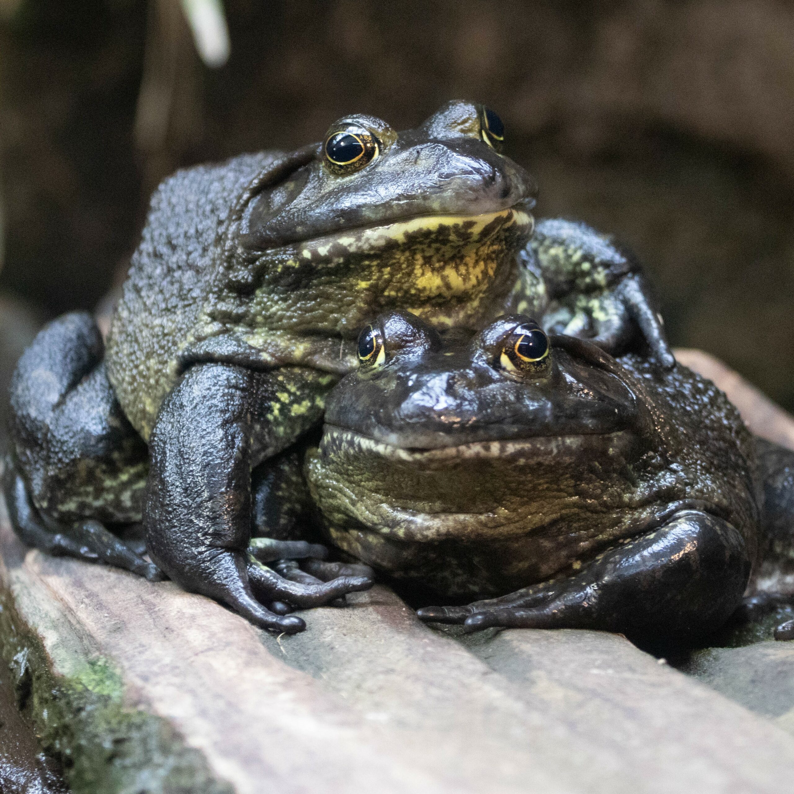 Finding Frogs – Sedgwick County Zoo