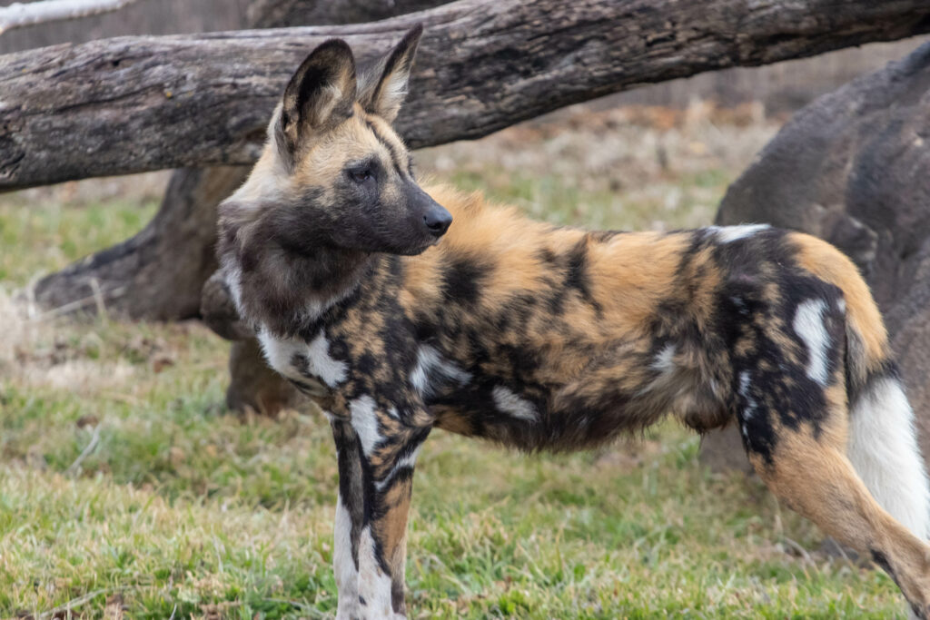 african wild dog habitat maps