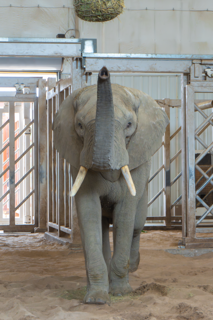 an elephant with his trunk raised in the air