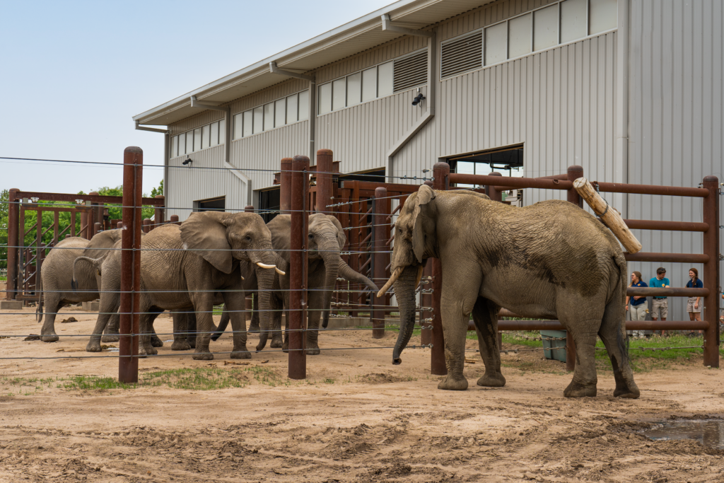 a group of elephants greeting each other