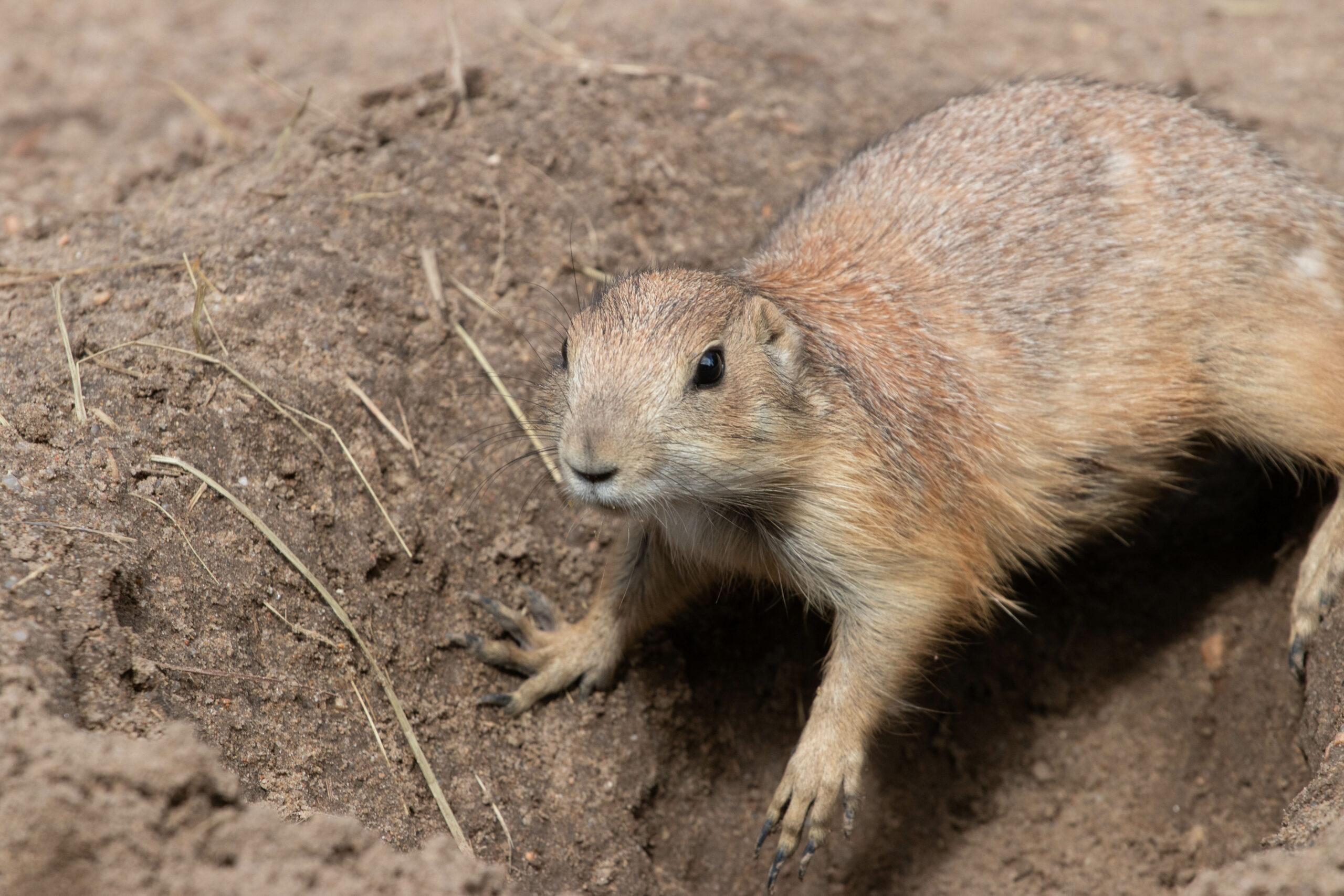 On Demand Cub Scout Badge Workshops – Sedgwick County Zoo