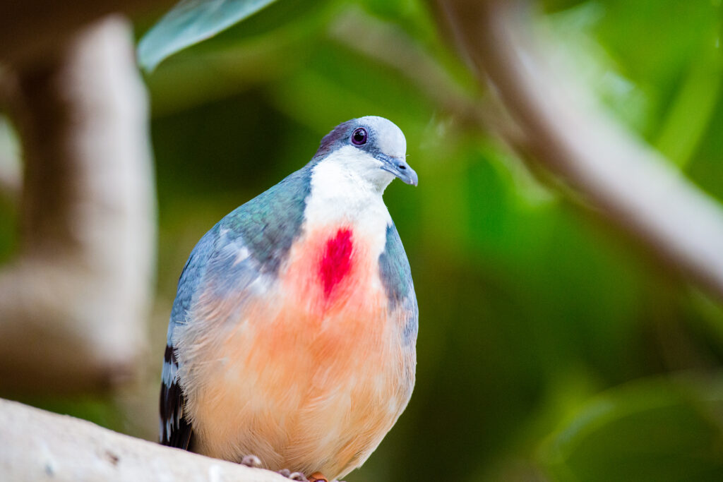 a bleeding-heart dove sits on a branch