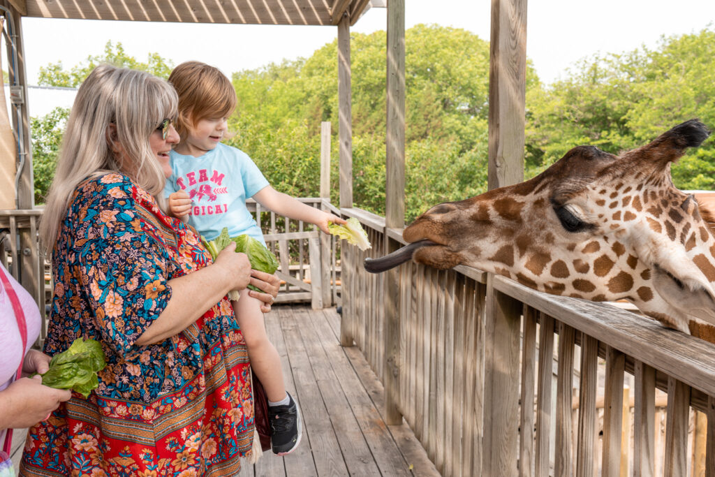 a family feeds a giraffe together