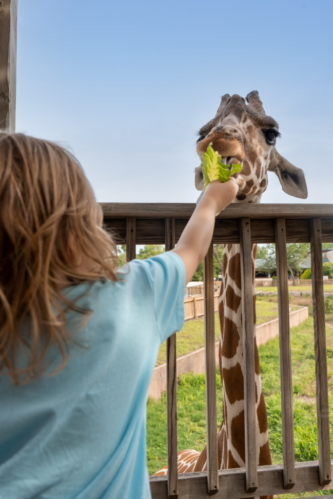 child feeding a giraffe