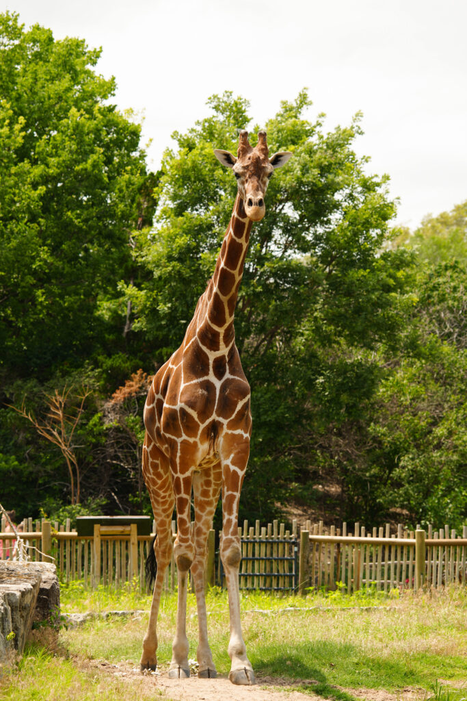 a giraffe standing