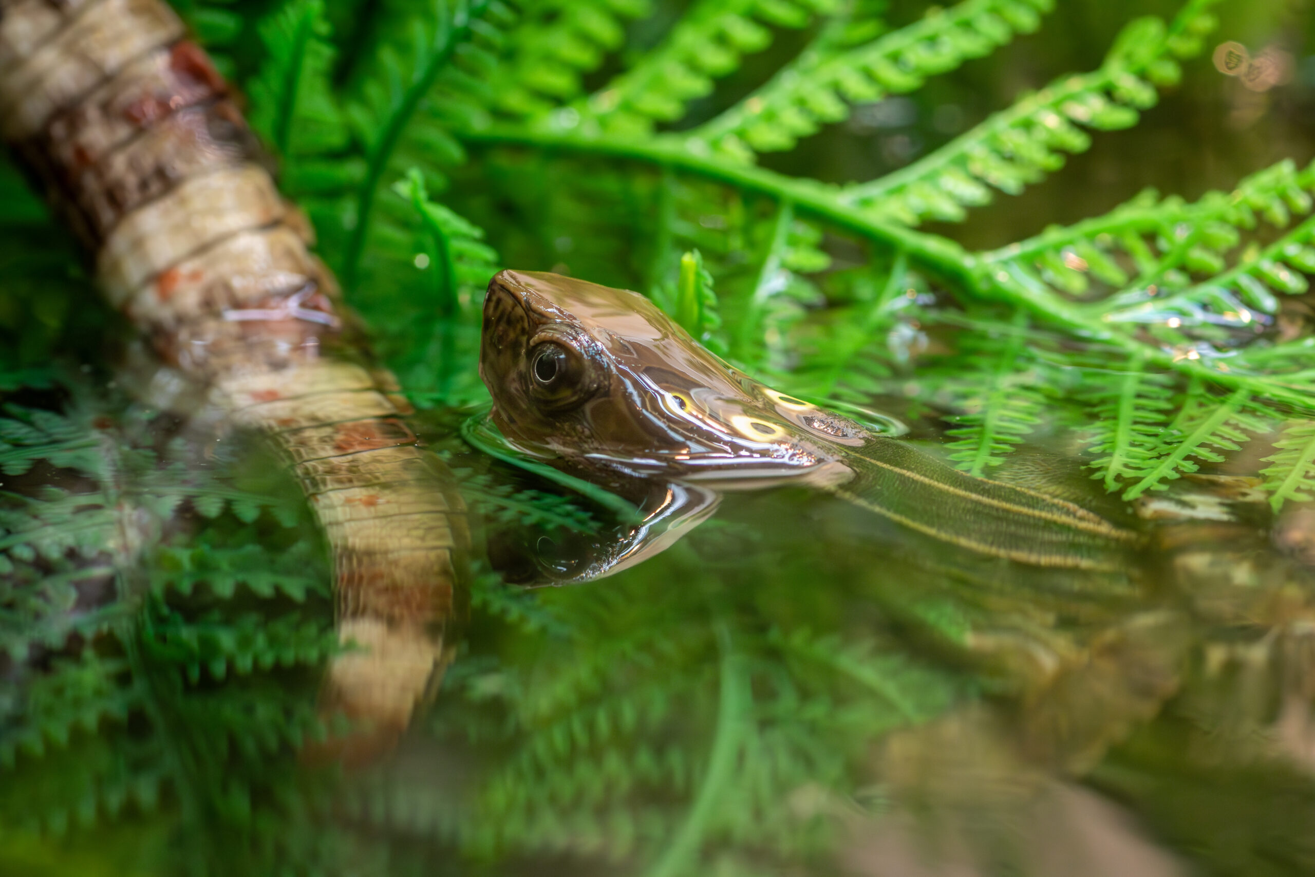 Four-Eyed Turtle – Sedgwick County Zoo