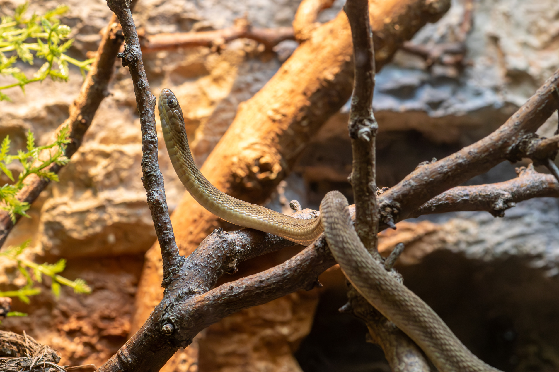 Gan’s Egg-Eating Snake – Sedgwick County Zoo