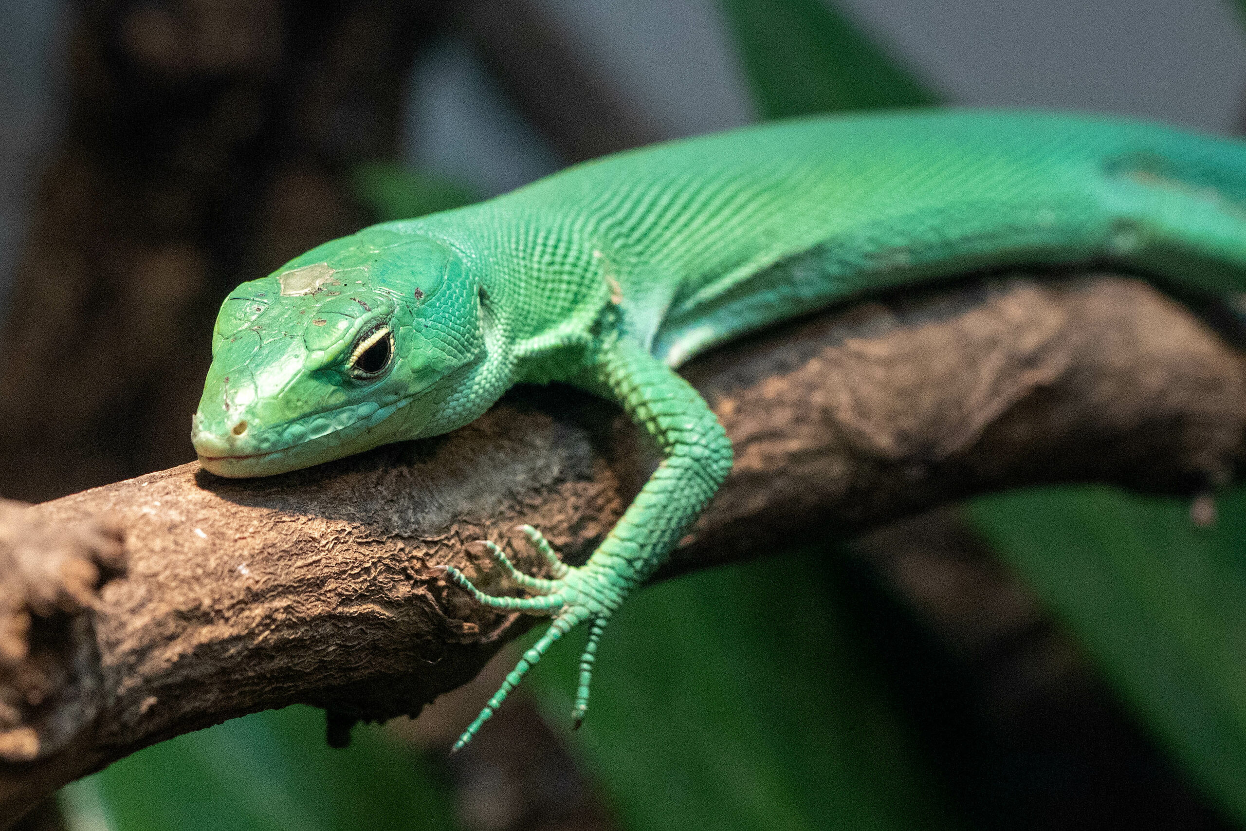 Green Keel-Bellied Lizard – Sedgwick County Zoo