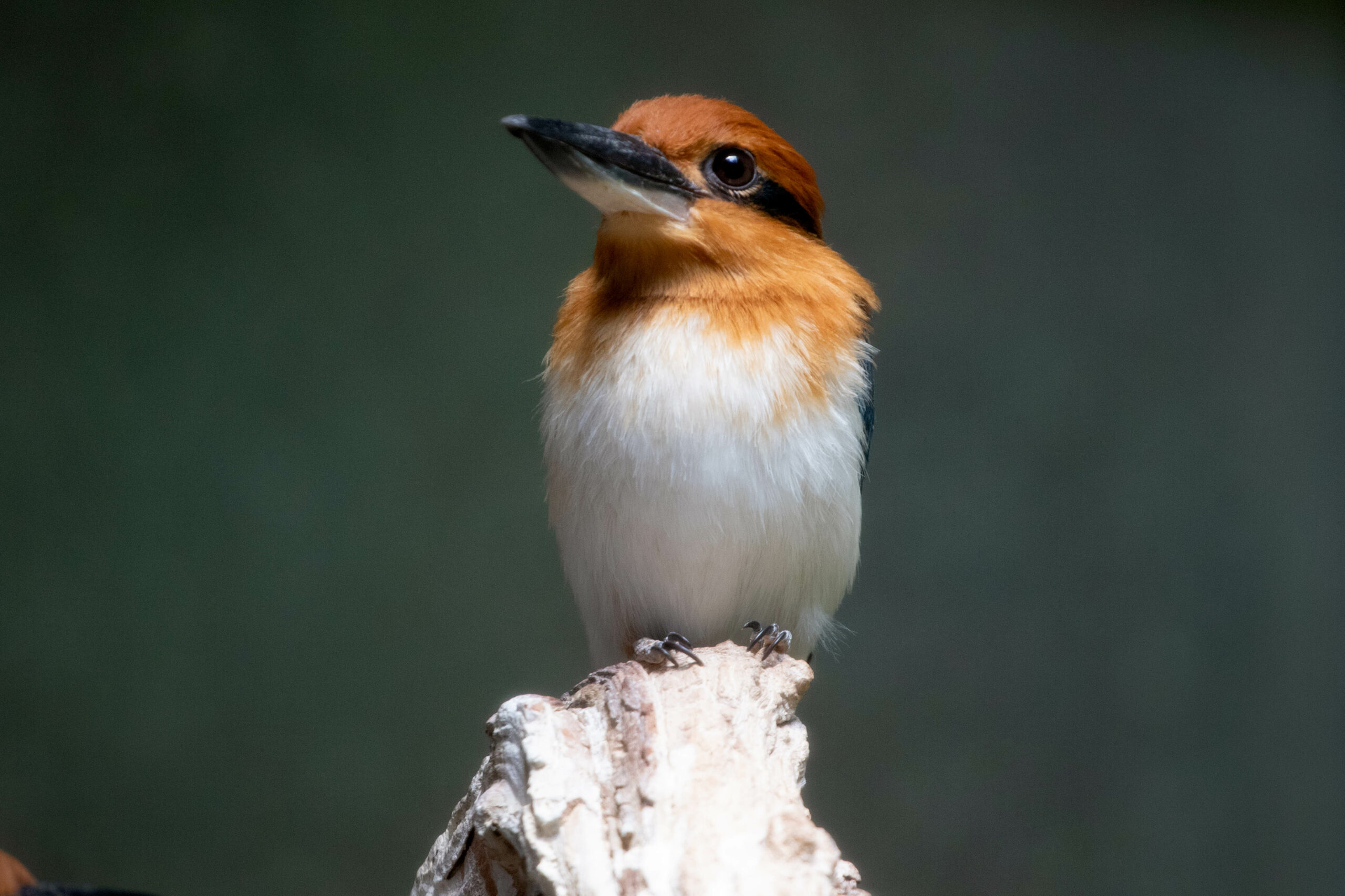 Episode 1: The Guam Kingfisher with Scott Newland – Sedgwick County Zoo