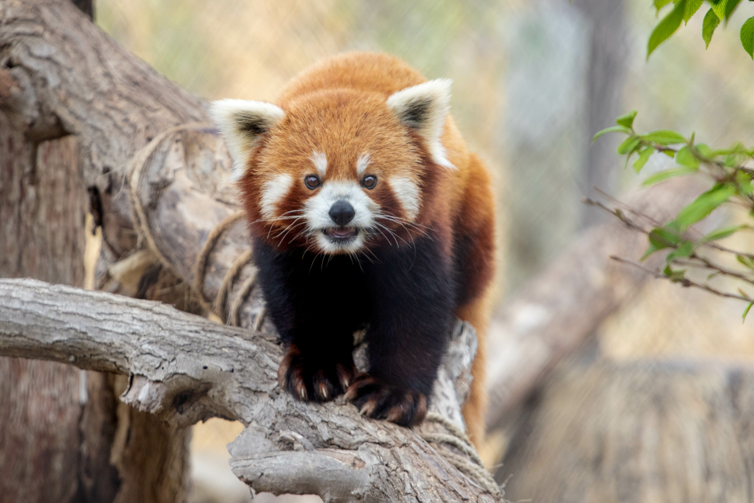 Episode 2: Red Pandas with Jody Sentel – Sedgwick County Zoo