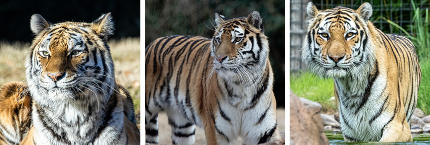 Learn about the largest big cat at the Zoo and in the world - the tiger ...