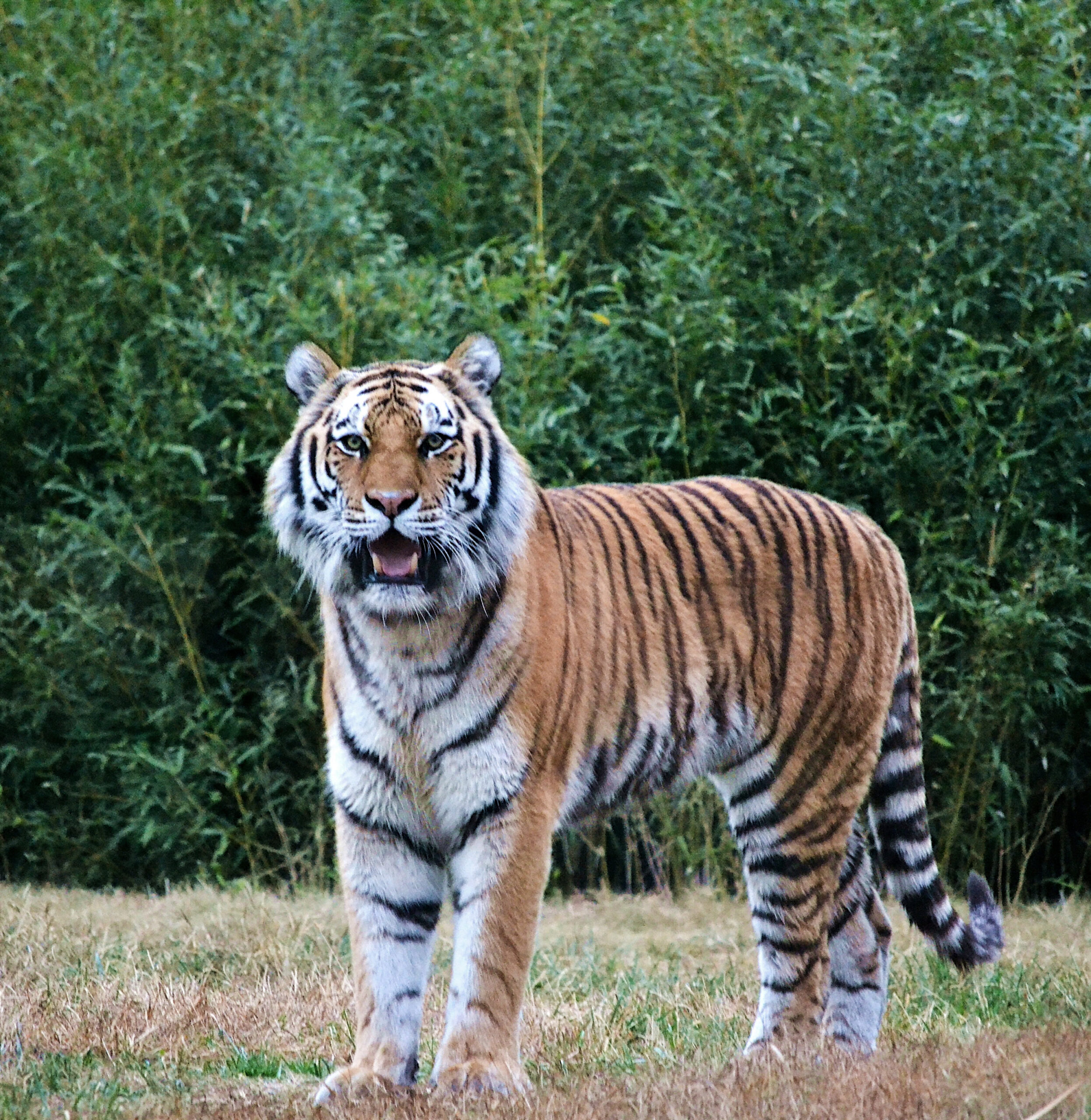 Learn about the largest big cat at the Zoo and in the world - the tiger ...