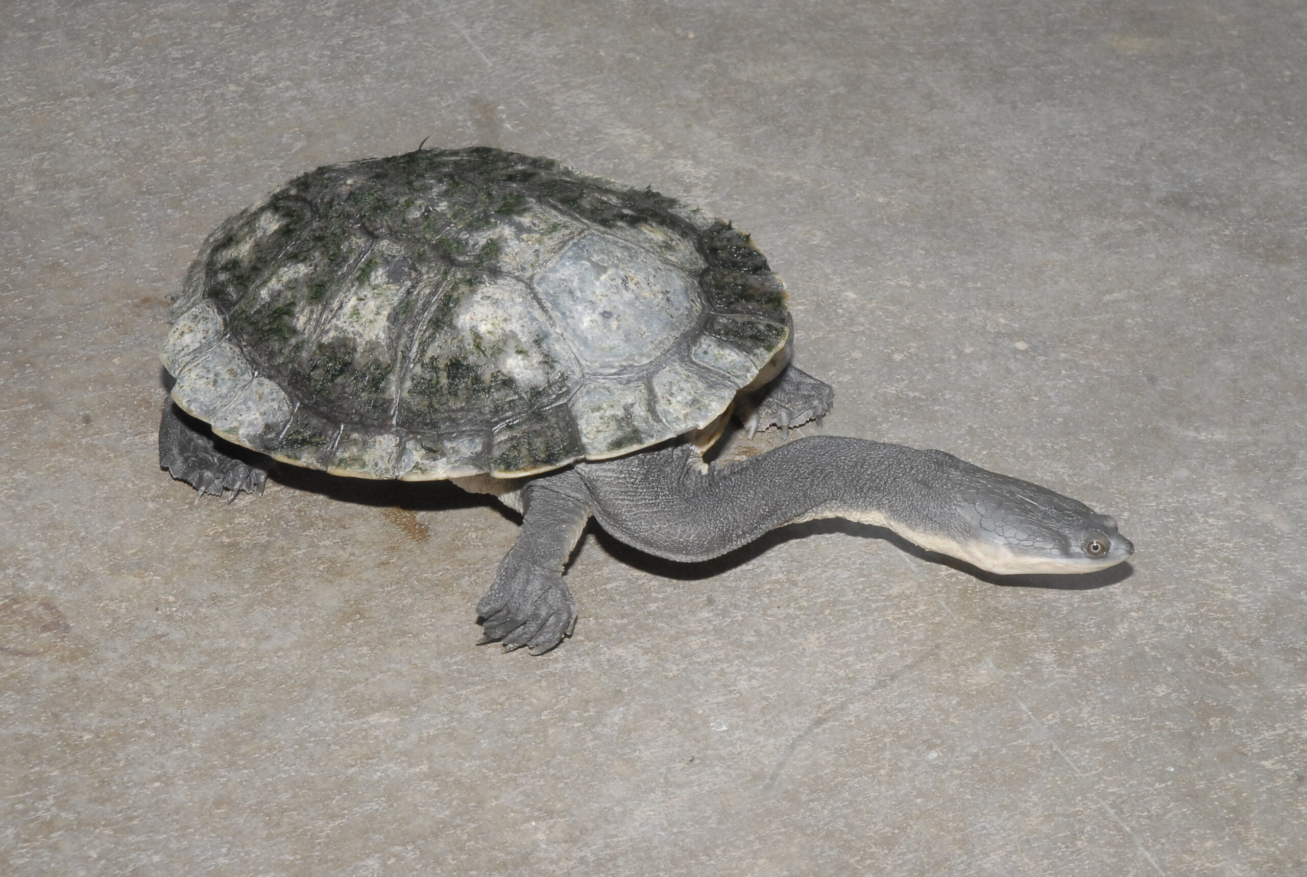 Giant Snake-Necked Turtle – Sedgwick County Zoo