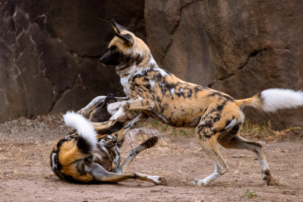 Two African painted dogs wrestle