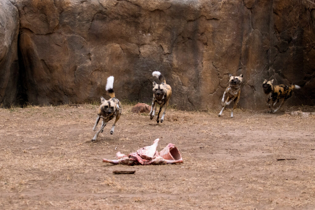 Four African painted dogs run to a pile of bones