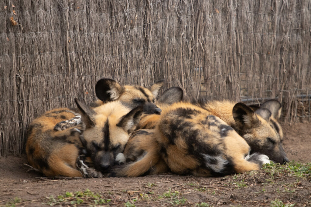 A group of African Painted dogs pile on top of each other for a nap