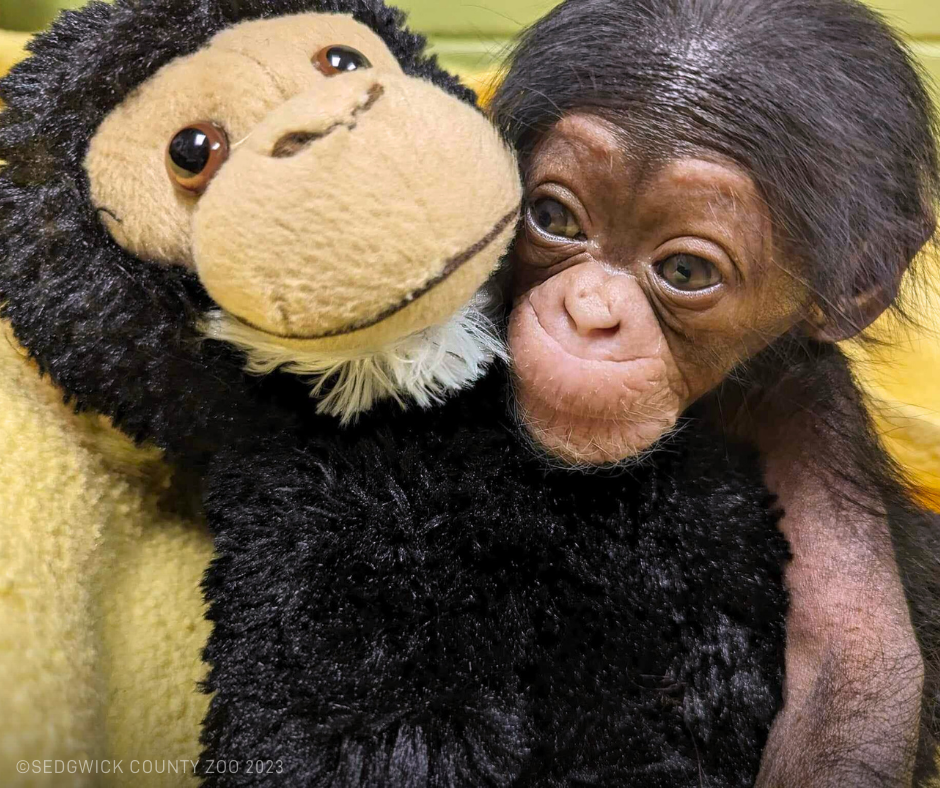 a baby chimpanzee on a yellow blanket holding a primate plushie