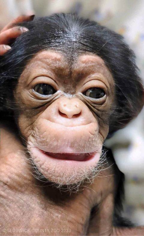 a close up of a baby chimpanzee's face