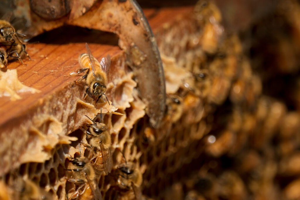 Bees rest on a wooden frame as it is extracted from the beehive. 