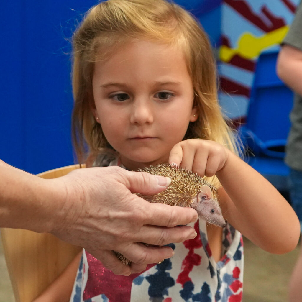 A young girl touches a tenrec, a small rodent that resembles a hedgehog, with one finger.  
