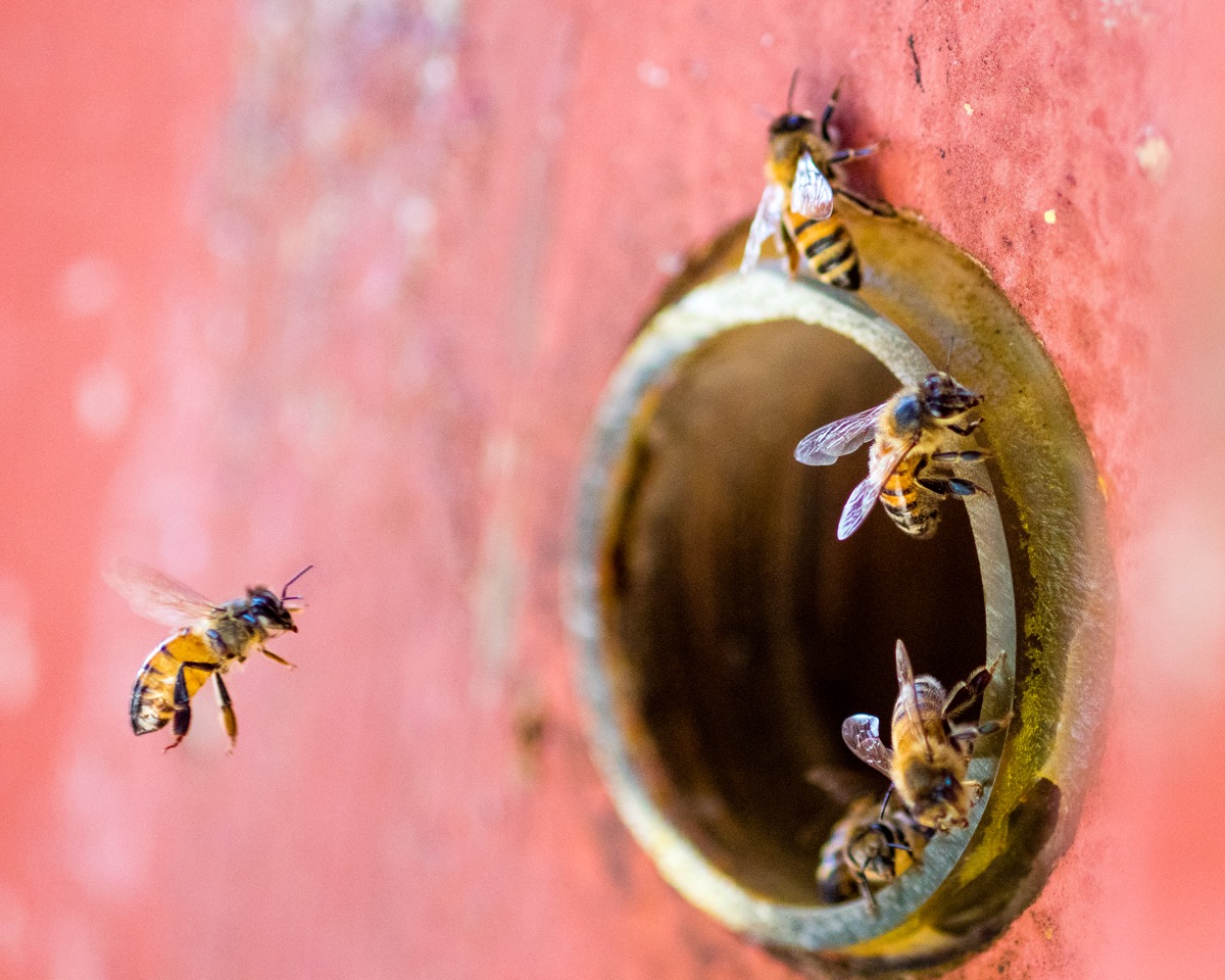 Buzzing With Life: The Vital Role Of Bees In Our Ecosystem