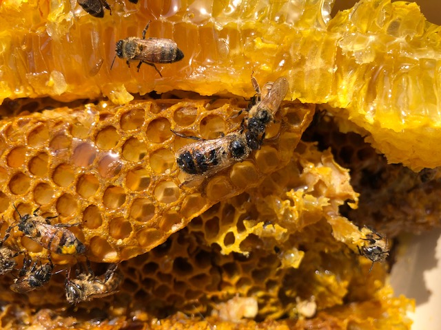 Honeybees on a honeycomb