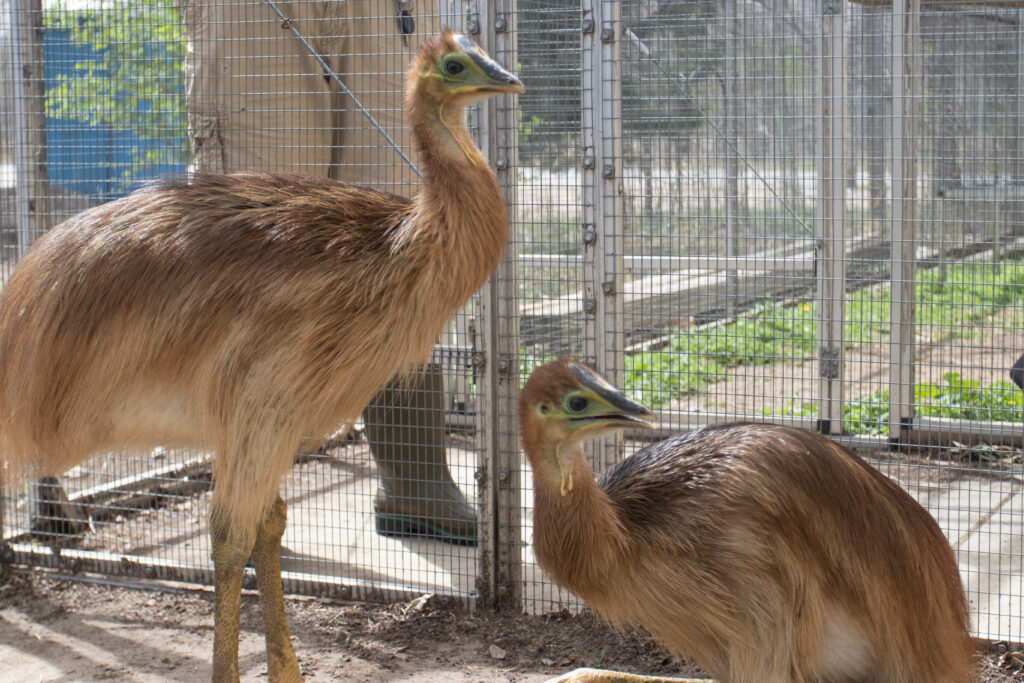 two baby cassowaries. They have long legs and necks. They are covered in brown feathers. 