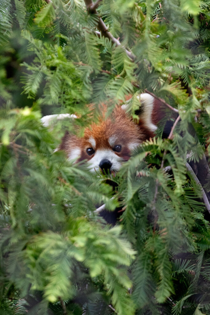 A red panda peers down from the foliage of a tree. A red face with white markings contrasted against the green leaves of the tree. 