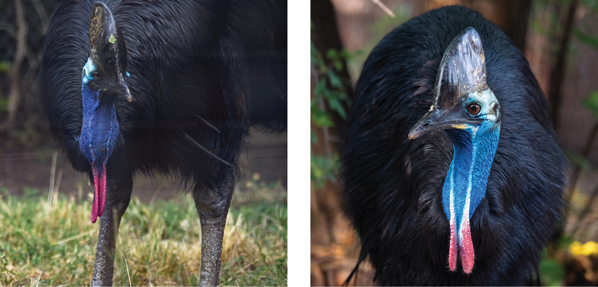 Meet one of the dinosaurs’ closest living relatives - the cassowary ...