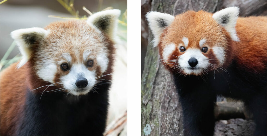 Left: Sunsari- a red panda with a light colored face. Light brown with white accents. 
Right: Ravi- a red panda with a orange red face. White accents on his ears, cheeks, snout, and eyebrows. 