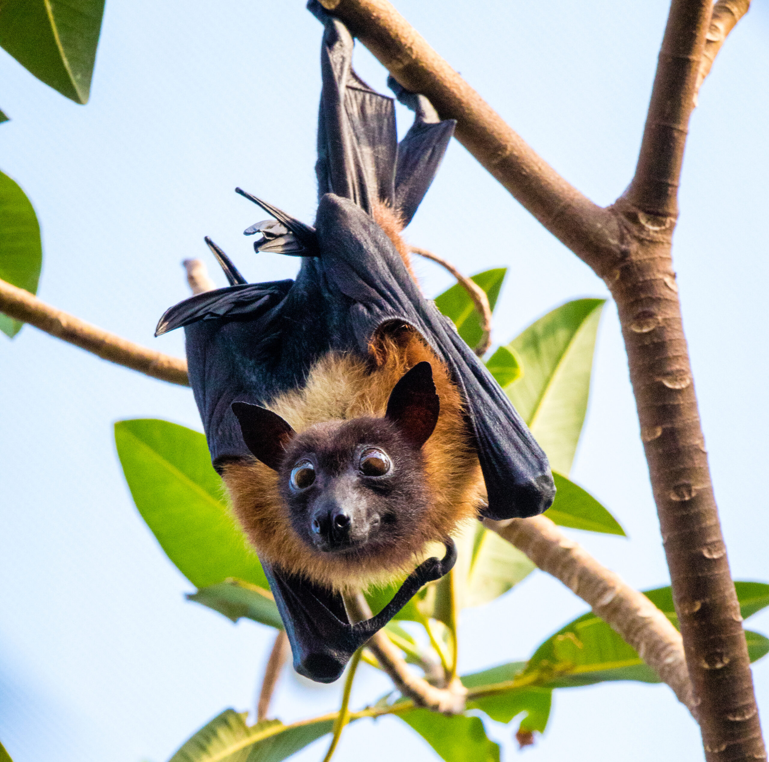 Episode 8: Fruit Bats with Carter Kleoppel – Sedgwick County Zoo