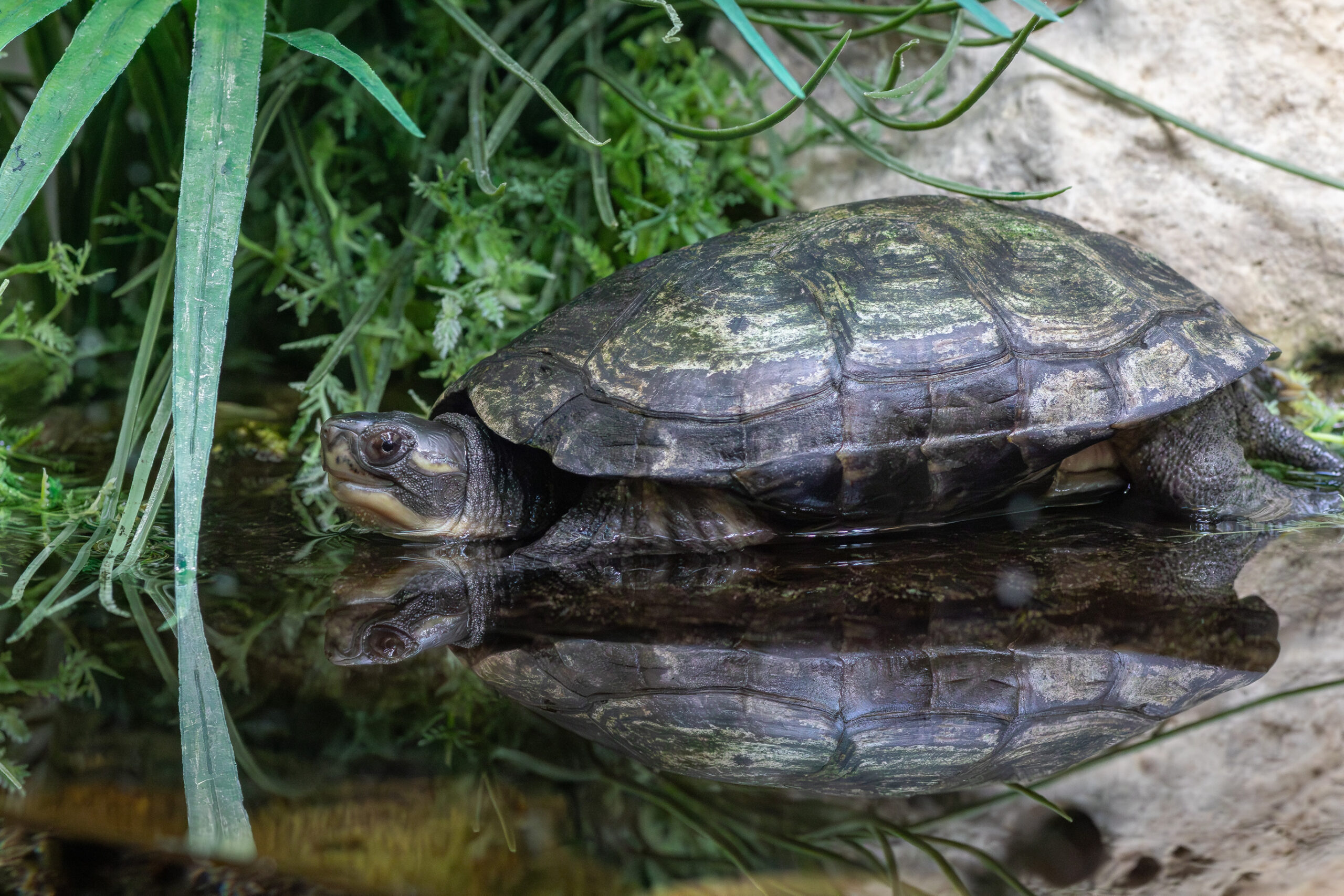 Kwangtung River Turtle – Sedgwick County Zoo