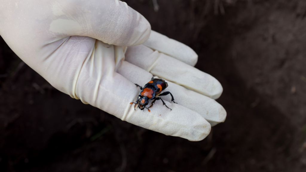 American Burying Beetle with Sedgwick County Zoo Conservation