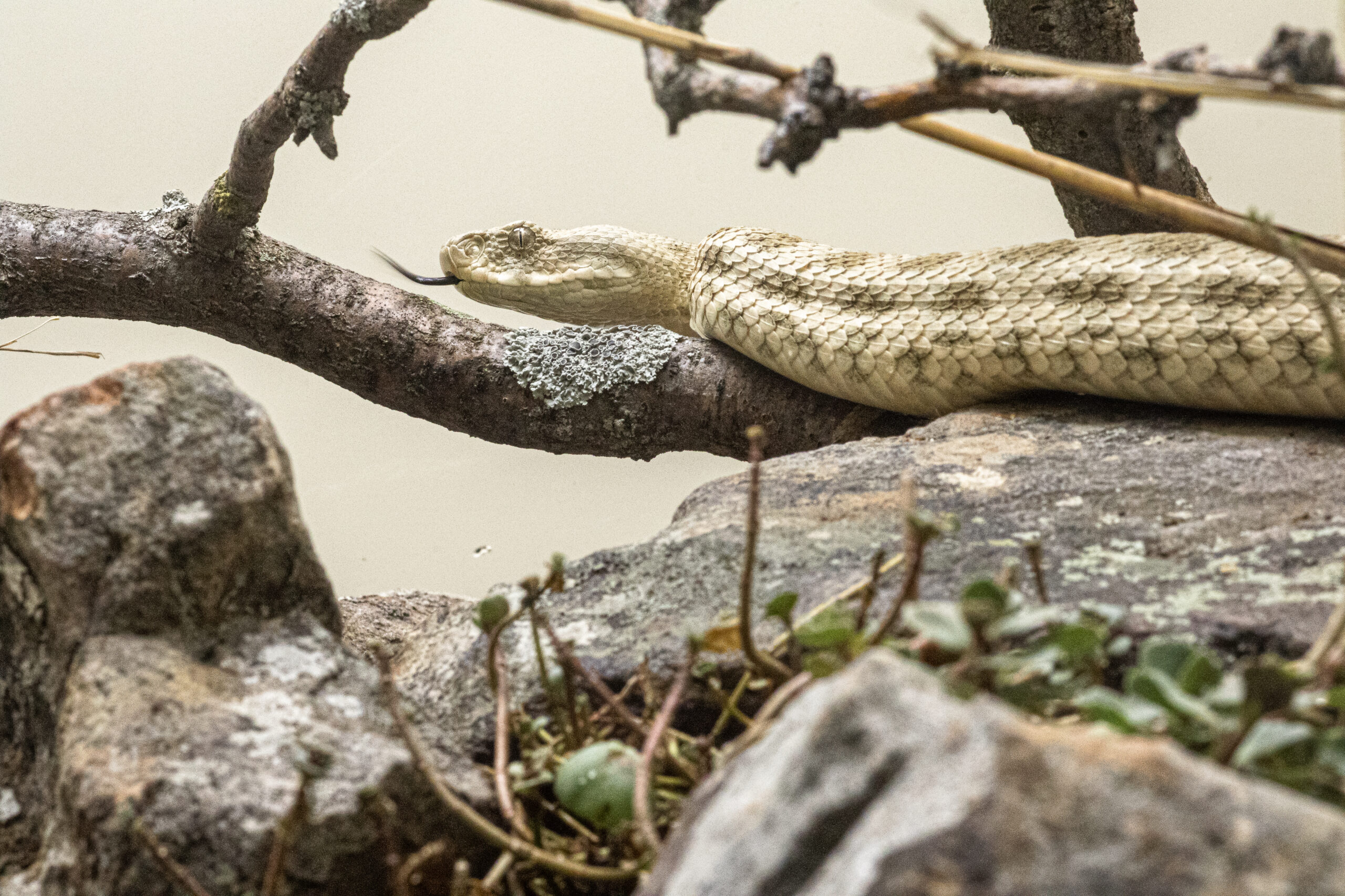 Levantine Viper – Sedgwick County Zoo