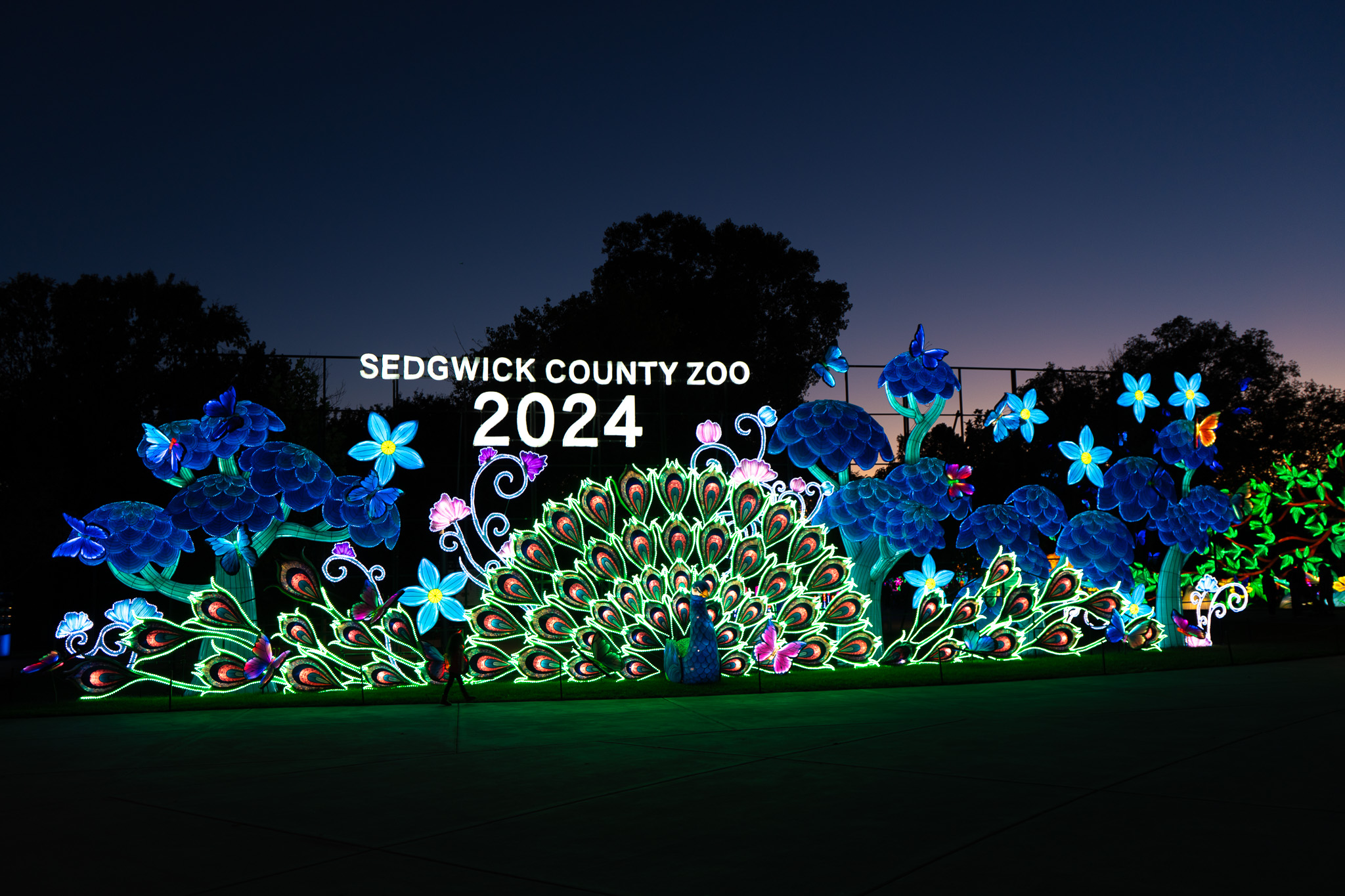 An Enchanting Evening An Inside Look at Wild Lights 2024 Sedgwick